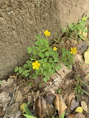 Oxalis