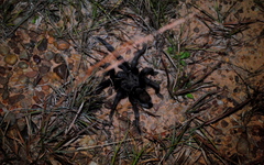 Grammostola quirogai