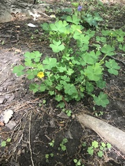 Oxalis