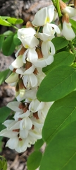 Robinia pseudoacacia
