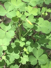 Oxalis