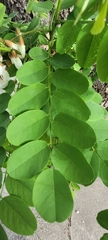 Robinia pseudoacacia