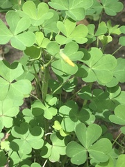 Oxalis