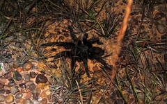 Grammostola quirogai