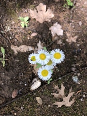 Erigeron philadelphicus