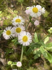 Erigeron philadelphicus