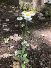 Erigeron philadelphicus