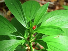 Lilioceris merdigera