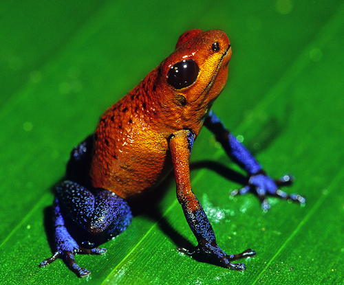 Strawberry Poison Dart Frog, photo 5 of 10