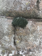 Hedwigia ciliata