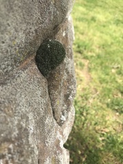 Hedwigia ciliata