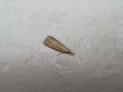 Scirpophaga incertulas
