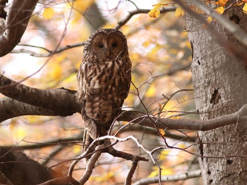 sova dlhochvostá (Strix uralensis)
