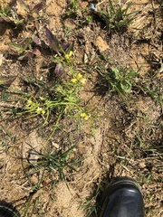 Matricaria discoidea