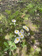 Erigeron philadelphicus