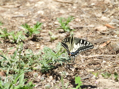 Papilio machaon melitensis