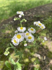 Erigeron philadelphicus