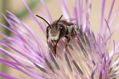 Megachile canariensis