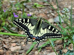 Papilio machaon melitensis