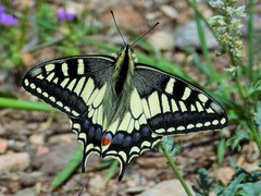 Papilio machaon melitensis
