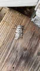 Hypercompe scribonia