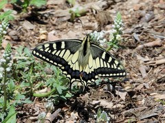 Papilio machaon melitensis
