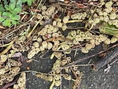 Liquidambar styraciflua