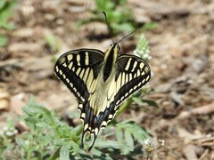 Papilio machaon melitensis