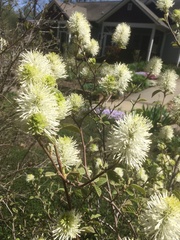 Fothergilla major
