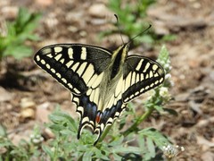 Papilio machaon melitensis