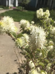 Fothergilla major