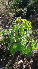 Handroanthus impetiginosus