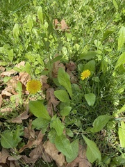 Taraxacum erythrospermum