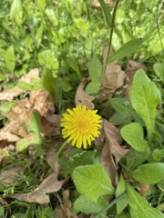 Taraxacum erythrospermum