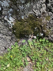 Hedwigia ciliata