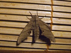 Marumba