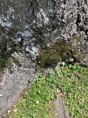 Hedwigia ciliata