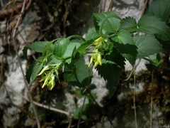 Paederota lutea