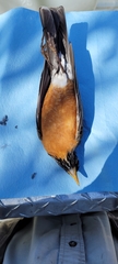 Turdus migratorius