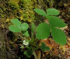 Potentilla carniolica