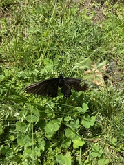 Papilio glaucus