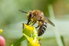 Colletes dimidiatus