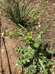 Sonchus
