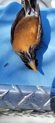 Turdus migratorius