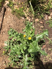 Sonchus