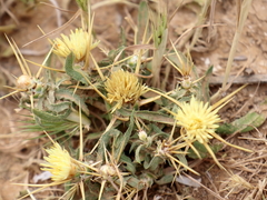 Centaurea sinaica