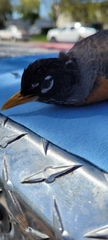 Turdus migratorius