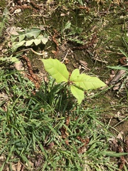 Quercus
