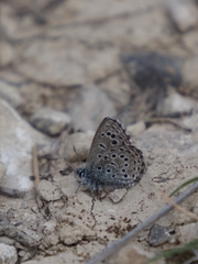 Pseudophilotes panoptes