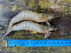 Penaeus